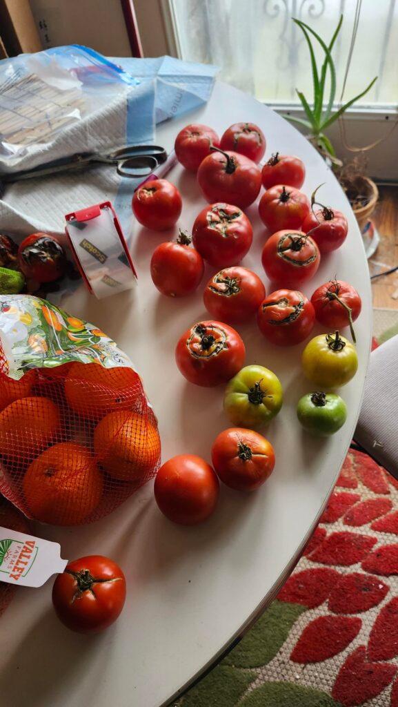 Boxed tomatoes in Kentucky (after snow)