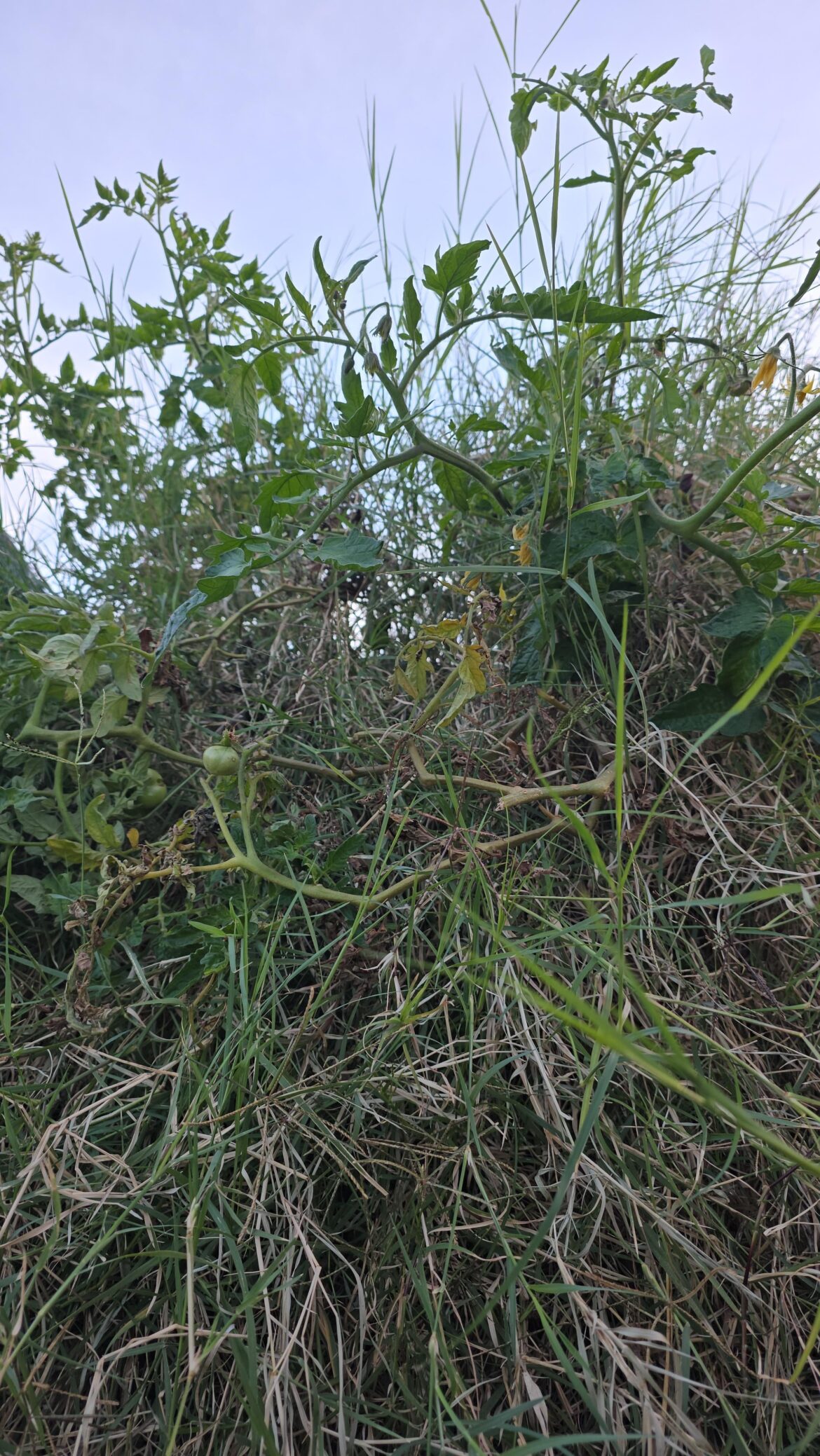 Colder weather varieties? Colder weather varieties?