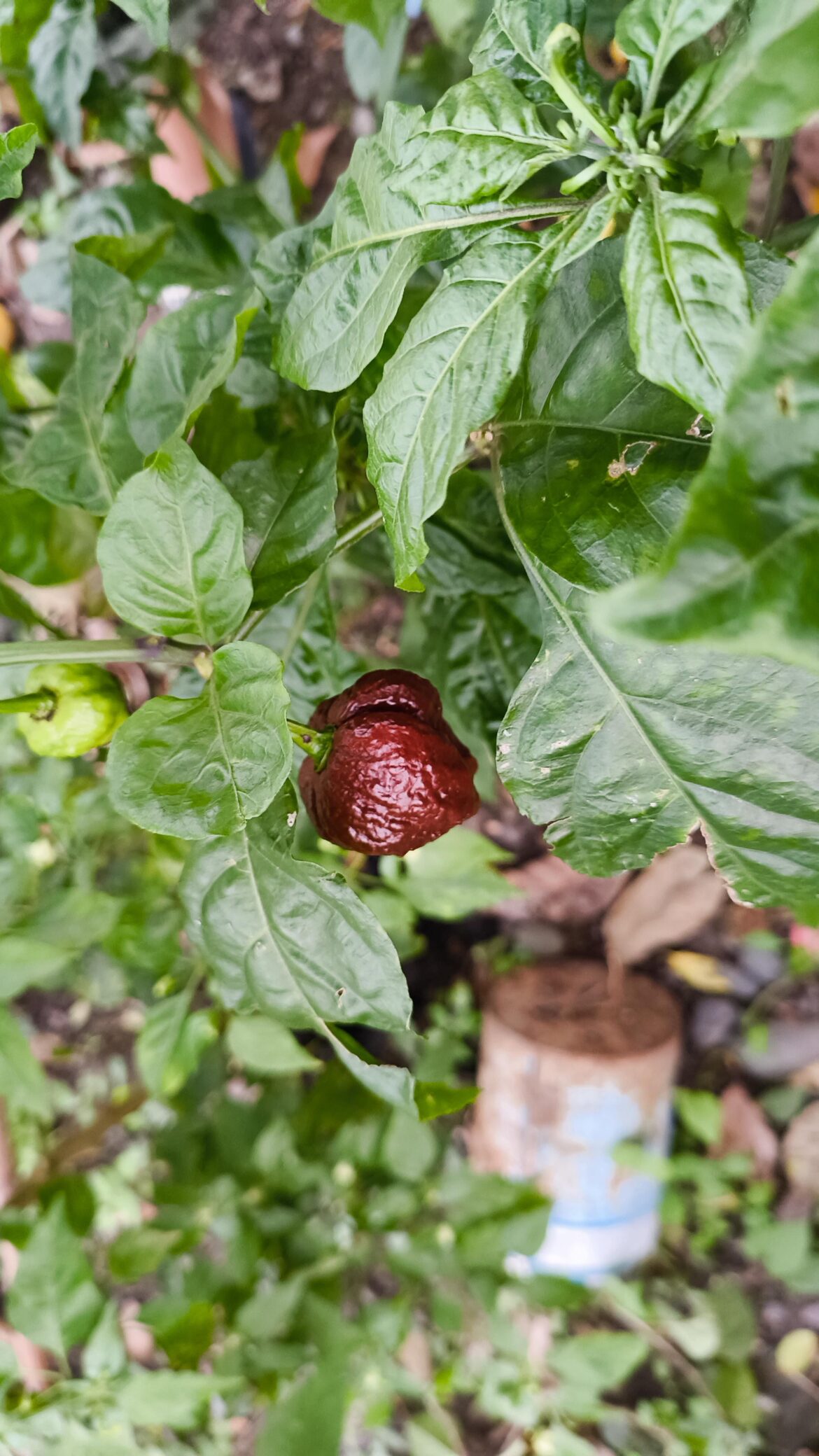 WHAT PEPPER IS THIS?