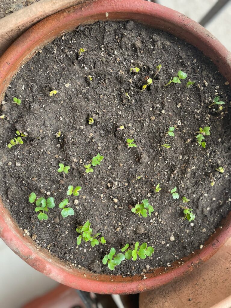 Time to thin out? (Cherry Belle’s)