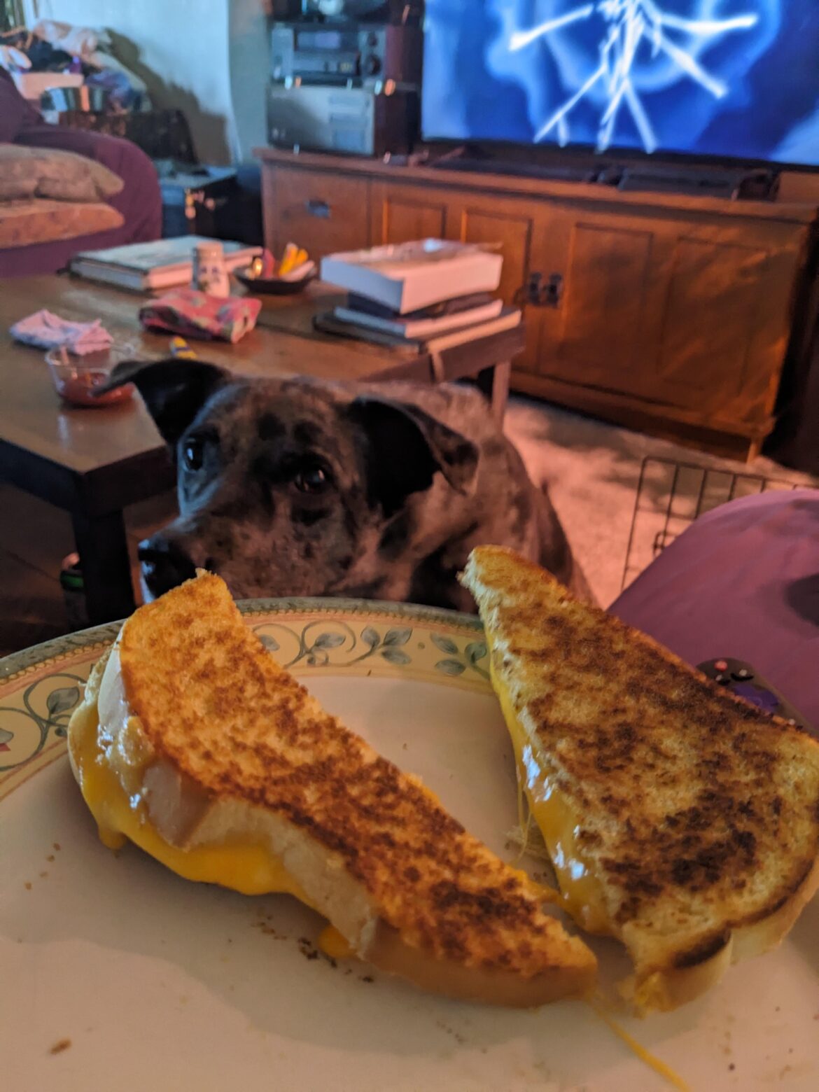 Sourdough, Cheddar & Second Dog