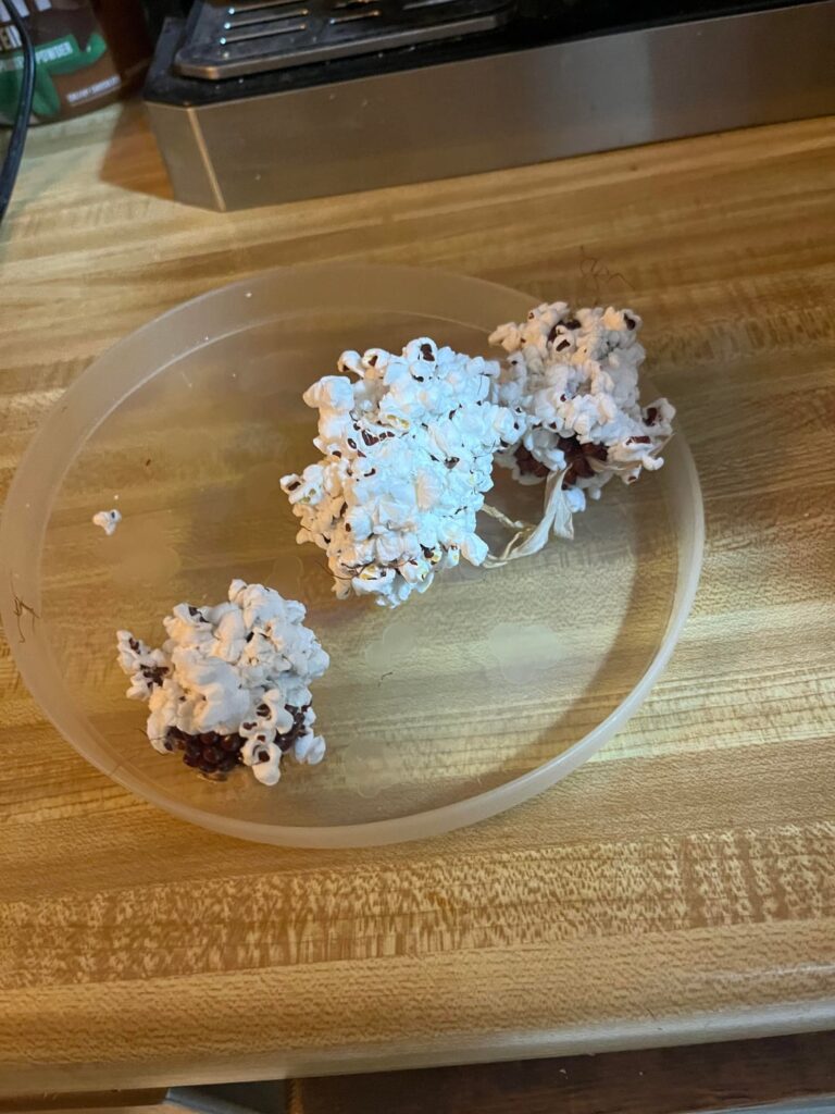 I posted about a month ago about my strawberry popcorn and we popped some tonight! I posted about a month ago about my strawberry popcorn and we popped some tonight!