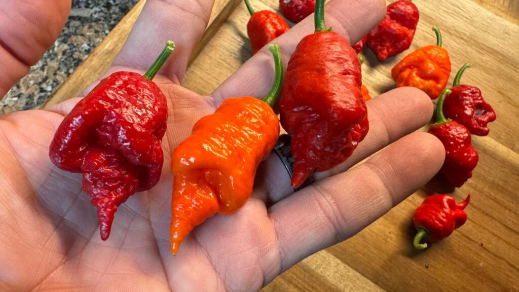 Introducing... Peach Ghost Crossed with Apocalypse Scorpion