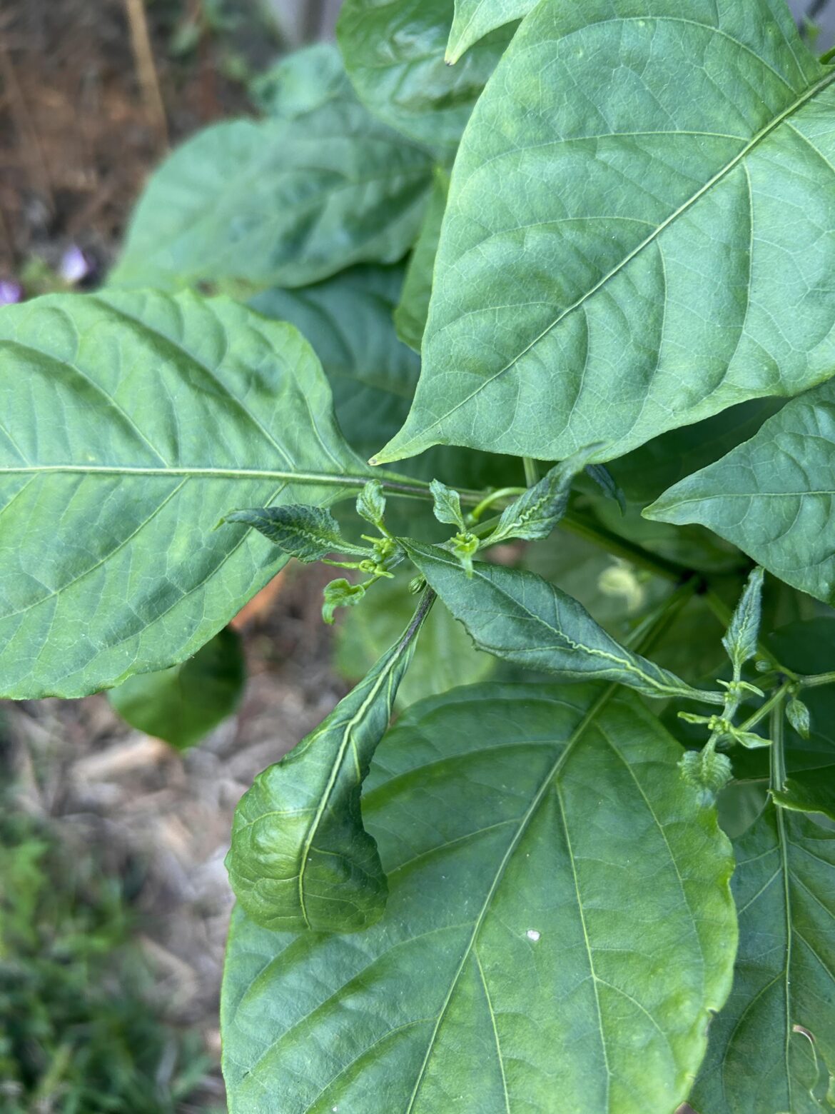 Why do the new leaves on my pepper plant look like this?