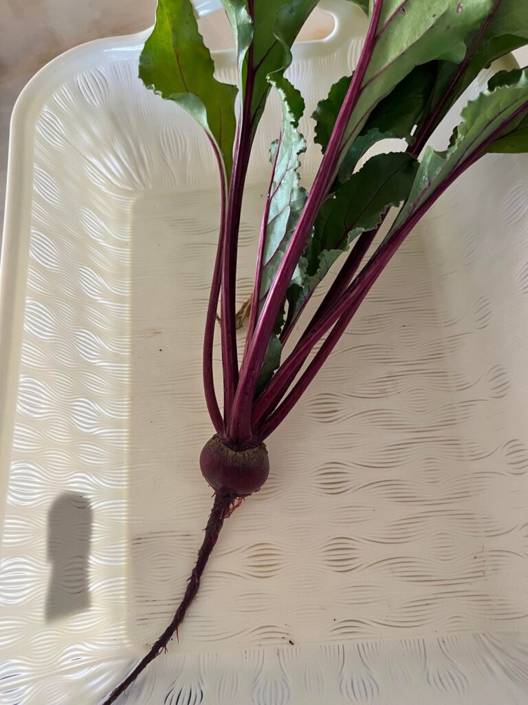 First Baby Beet Harvested 😁