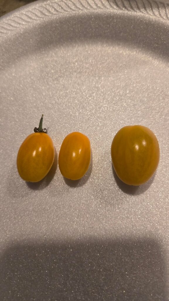 Tangie Tomato..