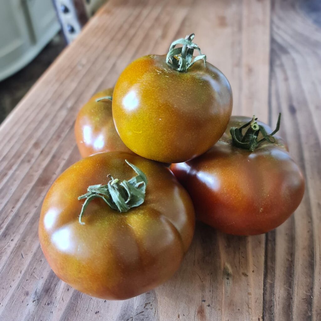 The Black Krim. This is my 5th year gowning this from saved seed. Never lets me down. The Black Krim. This is my 5th year gowning this from saved seed. Never lets me down.