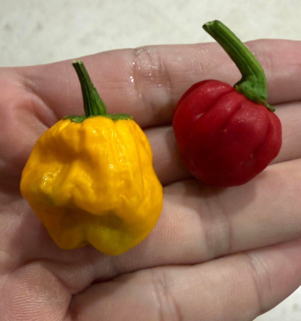 I was sold these as Ghost Pepper plants, but what are they really?