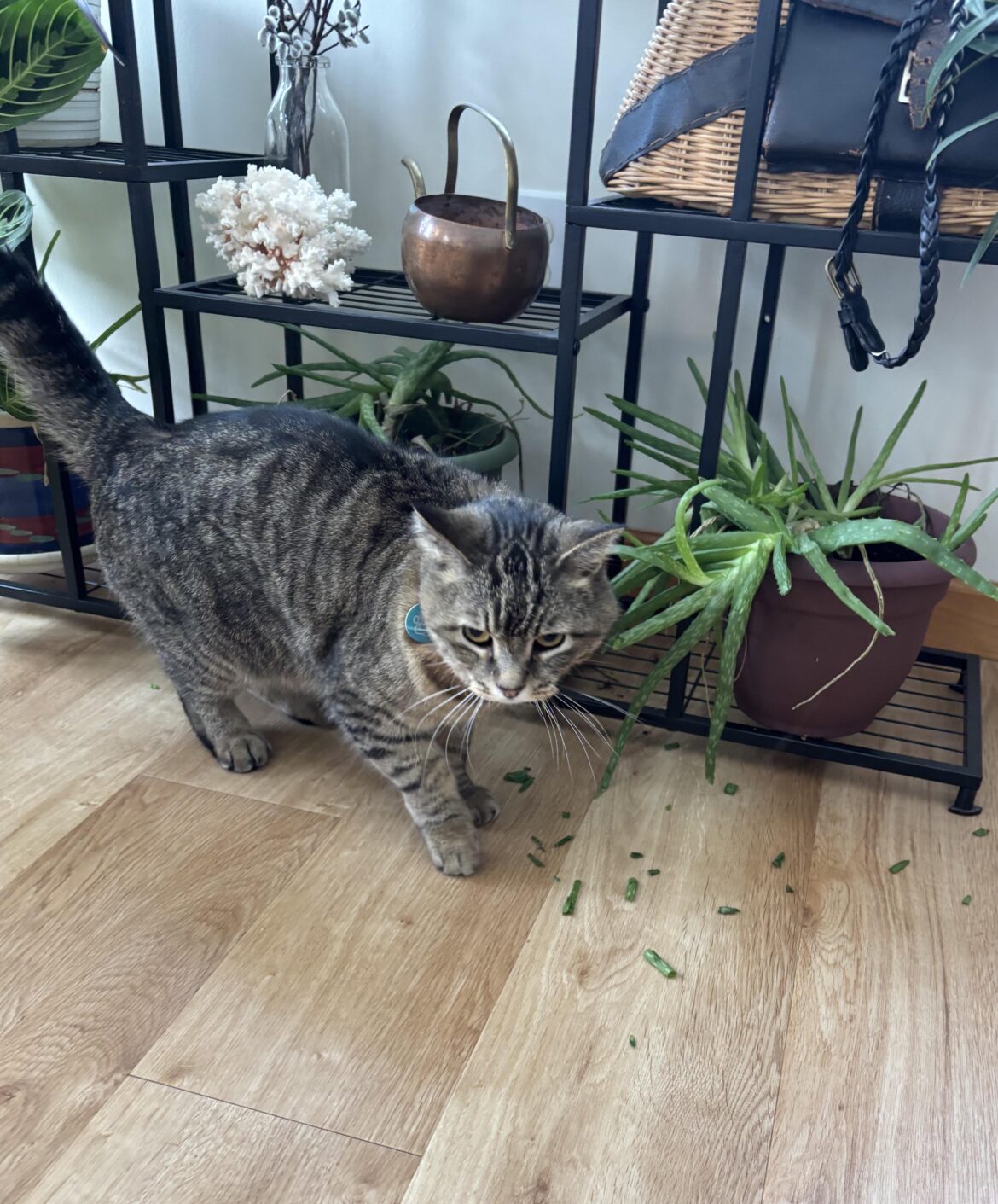 Theodore didn’t have chives so he chopped some aloe for y’all.