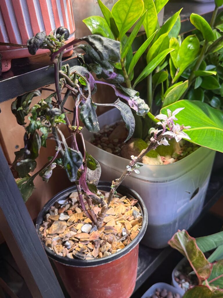 Left out below freezing accidentally and the new leaves on the main trunk lack chlorophyll