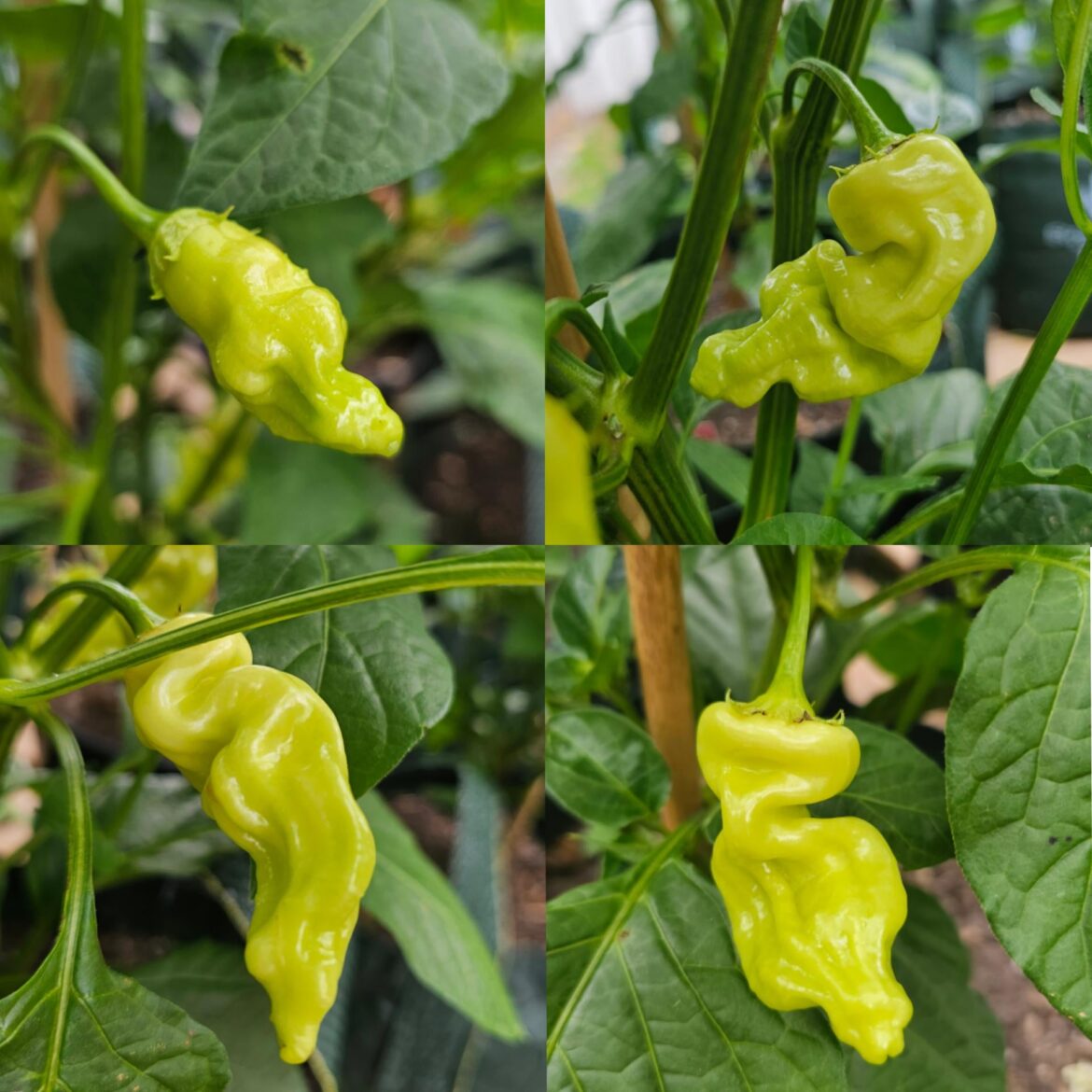 First of the SRS this season. 🍬