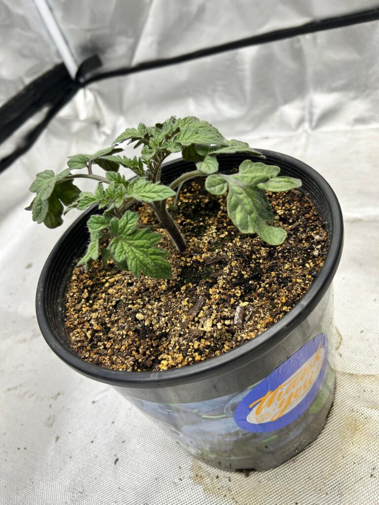 Pink Brandywine winter indoor grow experiment(southern New England). Pink Brandywine winter indoor grow experiment(southern New England).