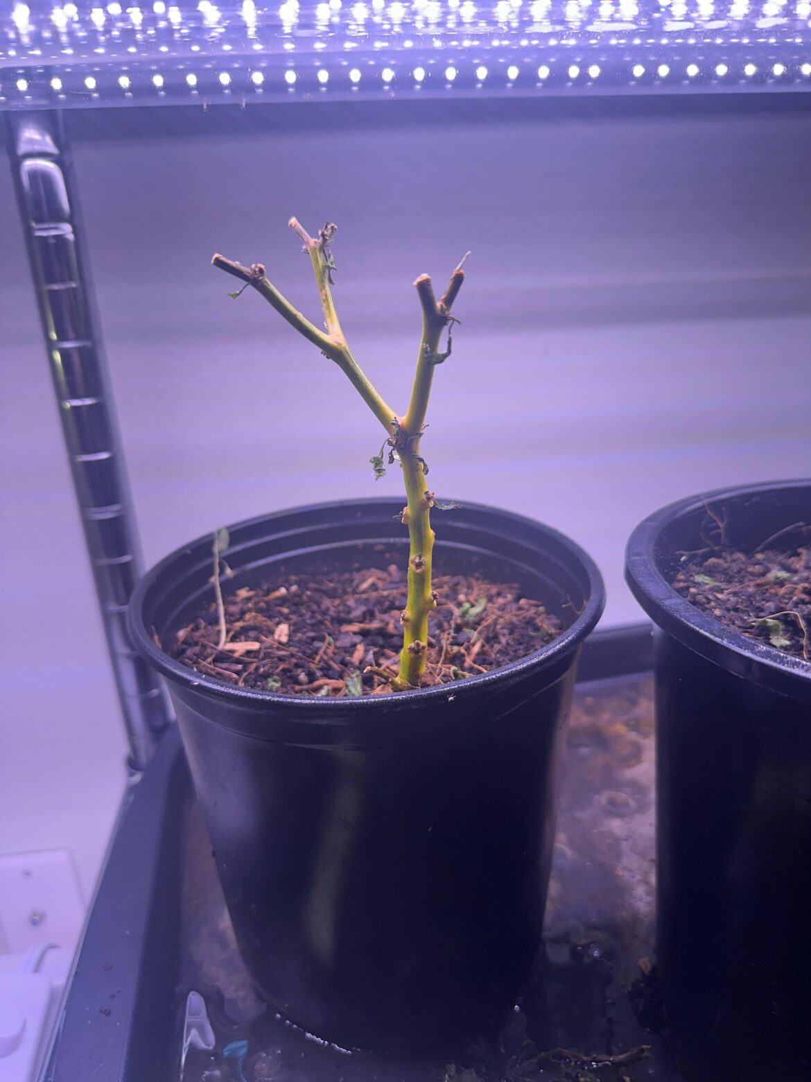 overwintering peppers