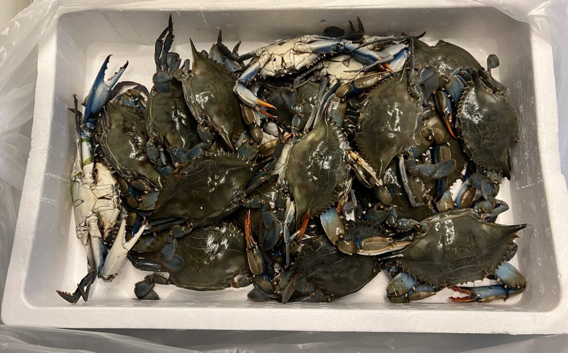 UPDATE: Italy Puts 10 Million Euros into Fighting Invasive Blue Crabs UPDATE: Italy Puts 10 Million Euros into Fighting Invasive Blue Crabs