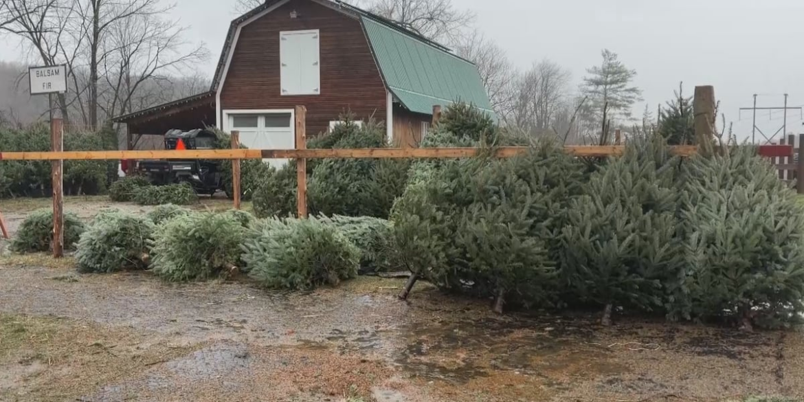 Middlebury tree farm pledges portion of sales to local food bank
