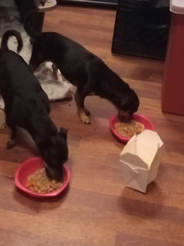 Arcata resident cooks fresh chow for homeless pups – Times-Standard