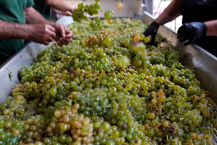 New Zealand’s Wairau River Pinot Gris Workers check white grapes of sauvignon, which New Zealand specializes in.