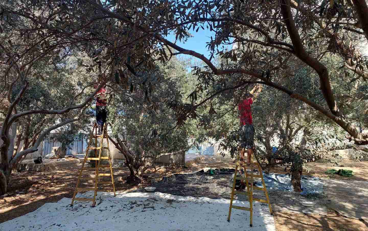 Hend’s family during their olive harvest season in 2024. Photo courtesy of Hend Salama Abo Helow