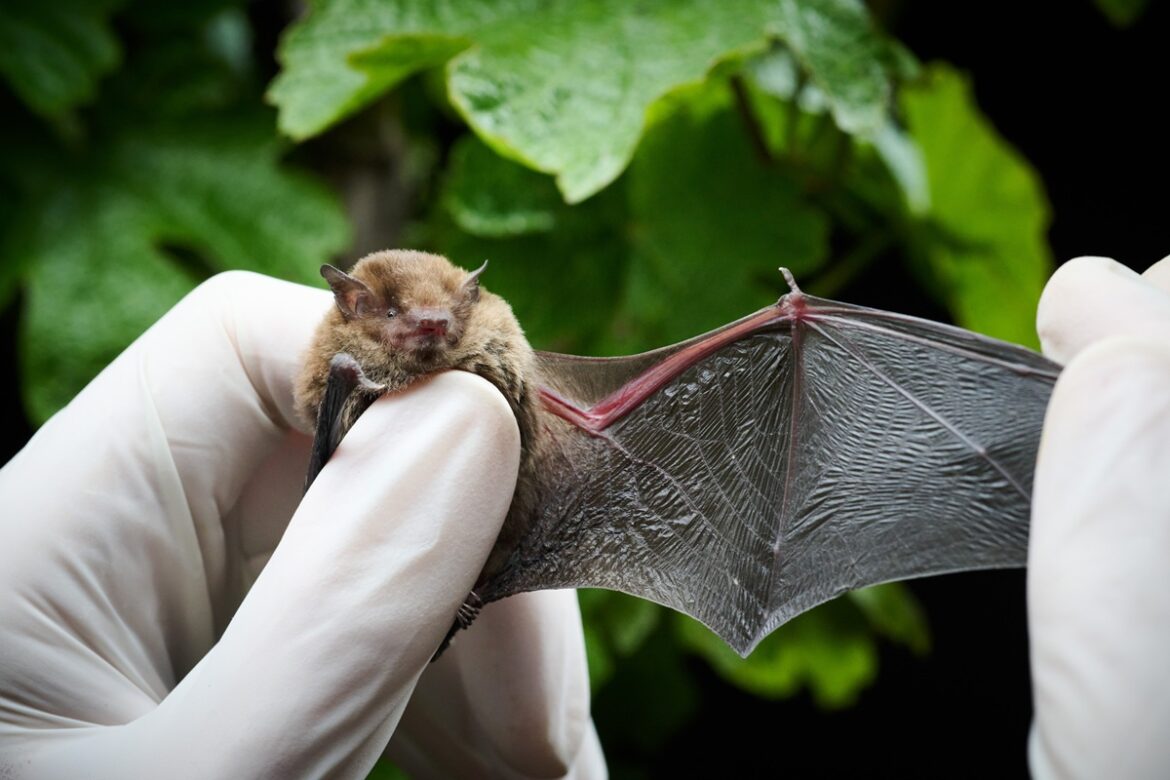 Fowles Wine’s BatNav system could save millions Fowles Wine BatNav system