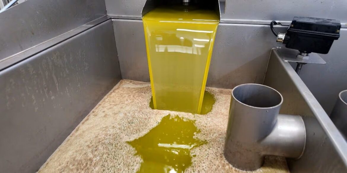 Olive oil: Farmers' anger at a price deemed untenable