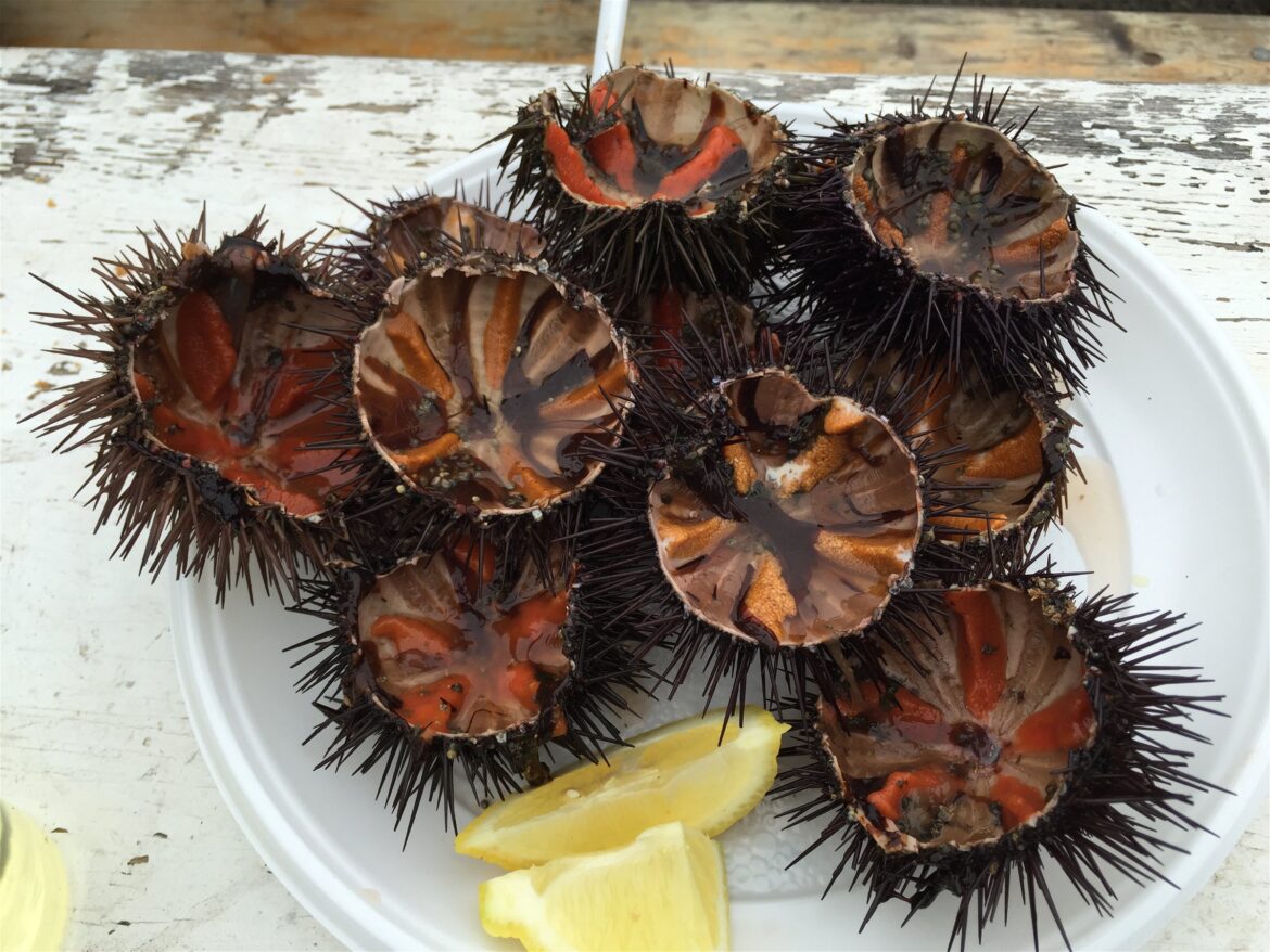 Sea Urchin and White Wine: The Best Breakfast Imaginable? Sea Urchin and White Wine: The Best Breakfast Imaginable?