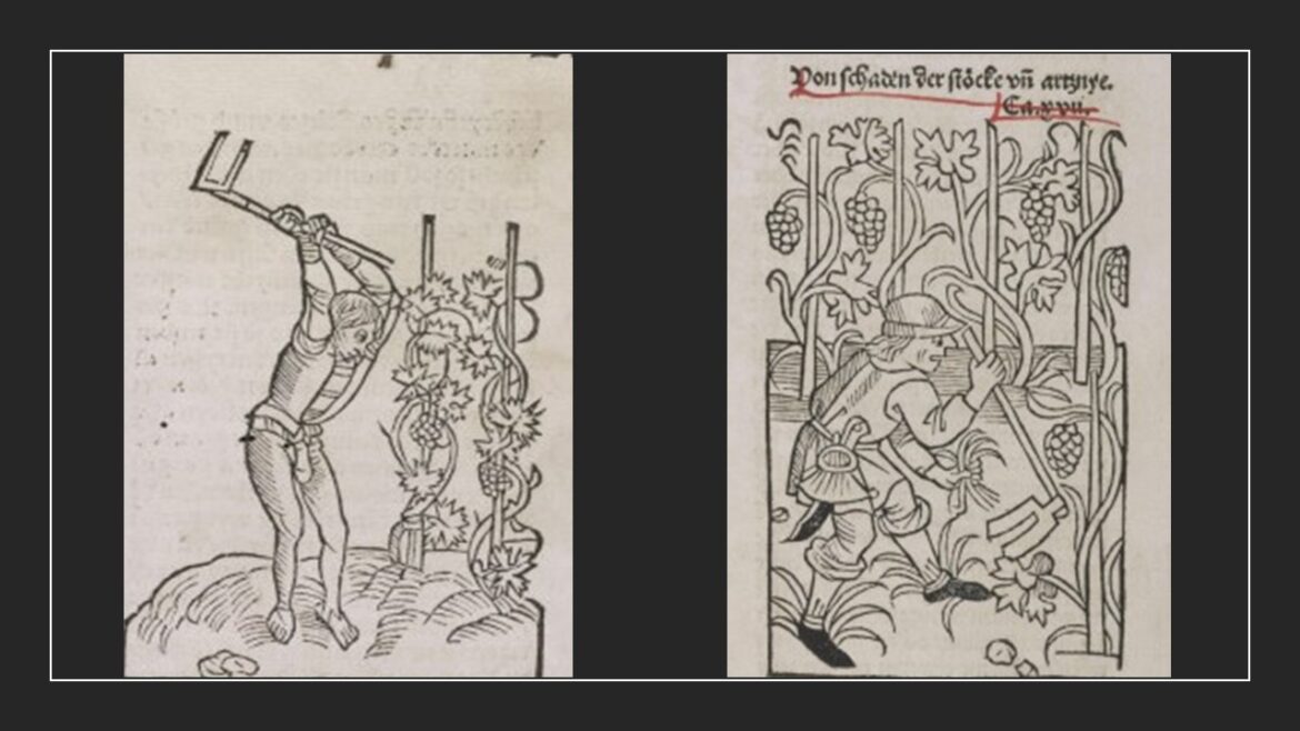 Italian Cuisine: From Medieval Fragmentation to Global Heritage Two woodcuts featuring medieval scenes of farmers digging vines taken from a book by the medieval author Pietro de’Crescenzi printed in the Renaissance