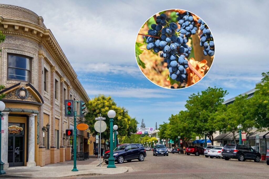 Lodi grapes and downtown Lodi, California