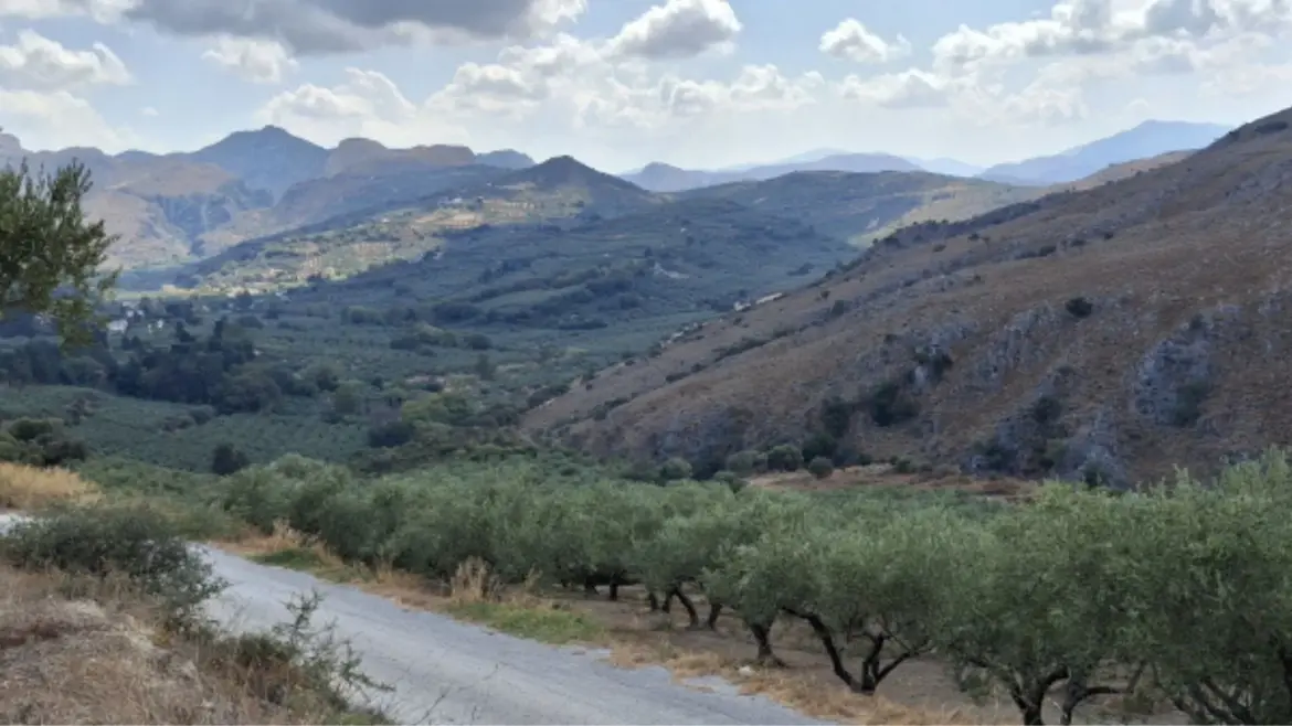 Cretan extra virgin olive oil gets new PGI quality status – The Greek Herald Cretan extra virgin olive oil gets new PGI quality status – The Greek Herald