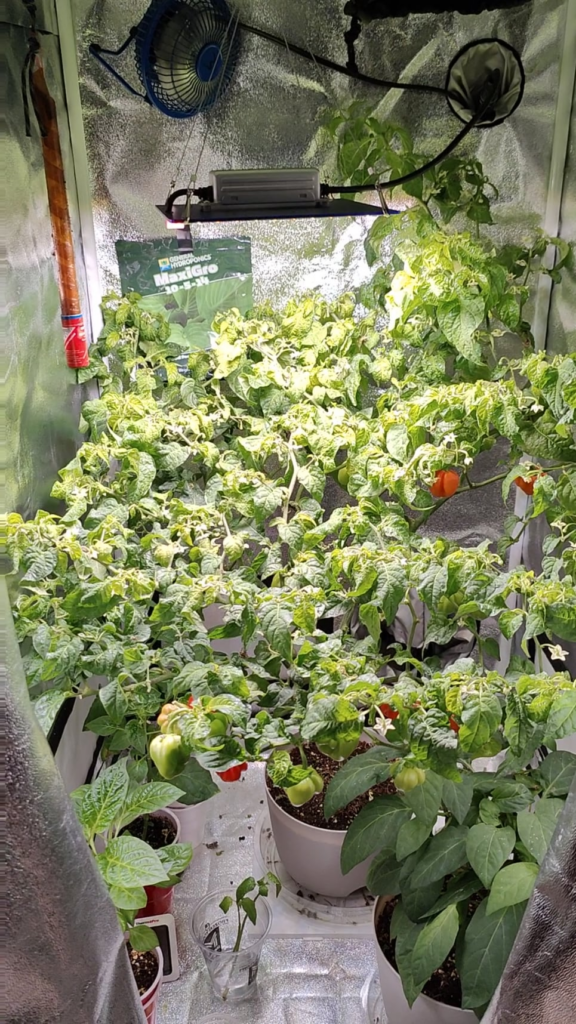 I think im done growing this habanero. Too spicy, too big, drying too fast, edema, and leaf drop.