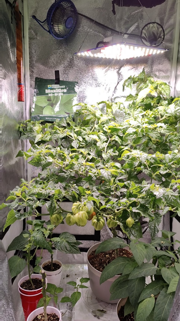 Indoor habanero 90 days old . Fruit changing color!