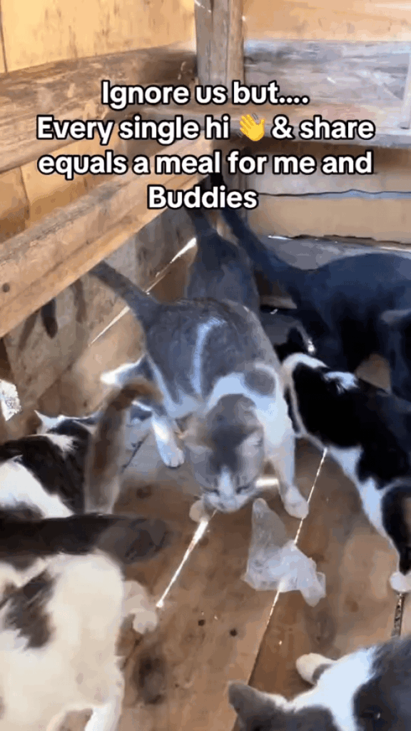 Give us a follow, share and a comment so we can get food