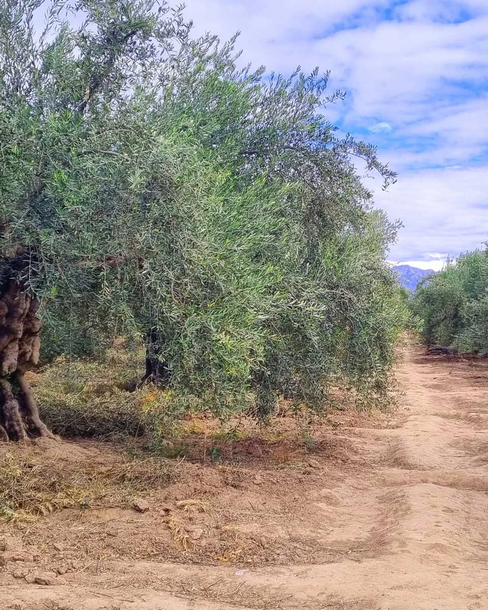 Olive tree in Mendoza, Argentina