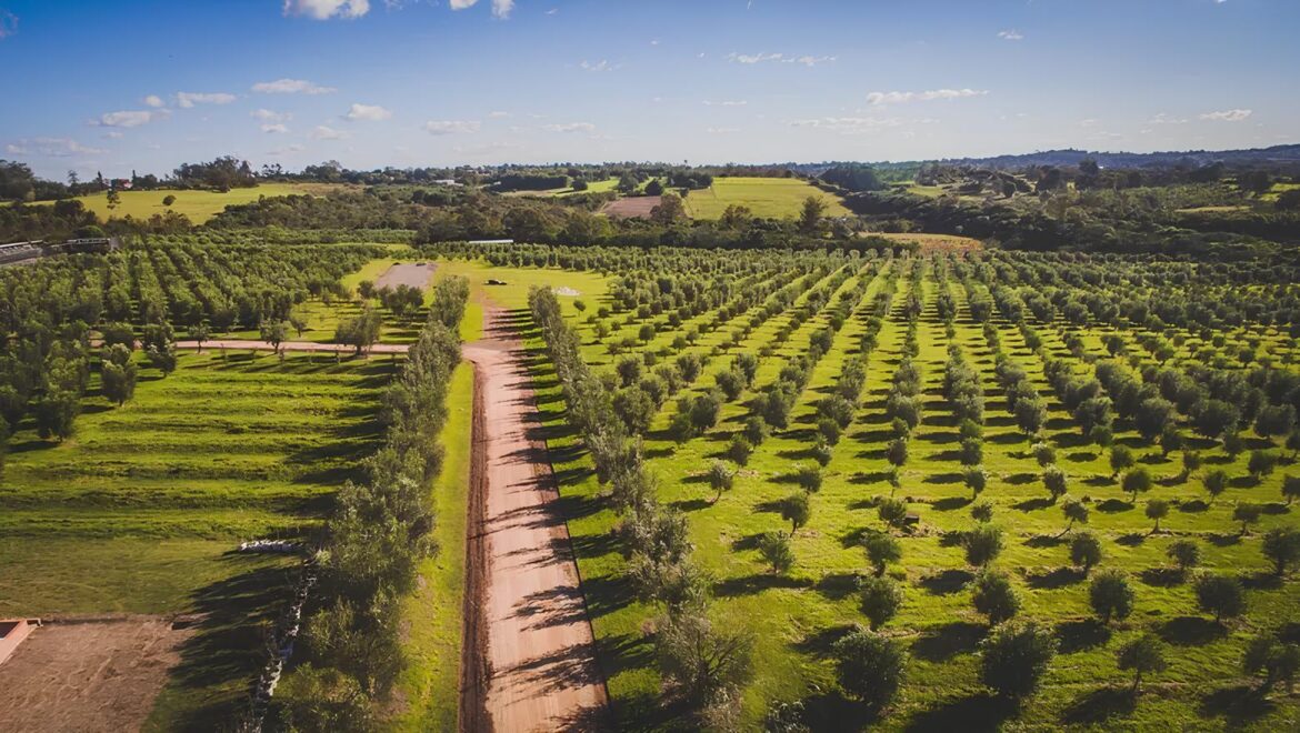 Brazil’s largest olive grove in Rio Grande do Sul: millions of trees, award-winning olive oil, unlikely investors, and a gamble that nobody believed would succeed Brazil