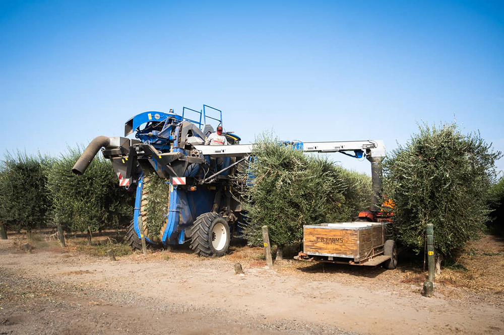 State’s olive oil production still has room for growth – Daily Democrat State’s olive oil production still has room for growth – Daily Democrat