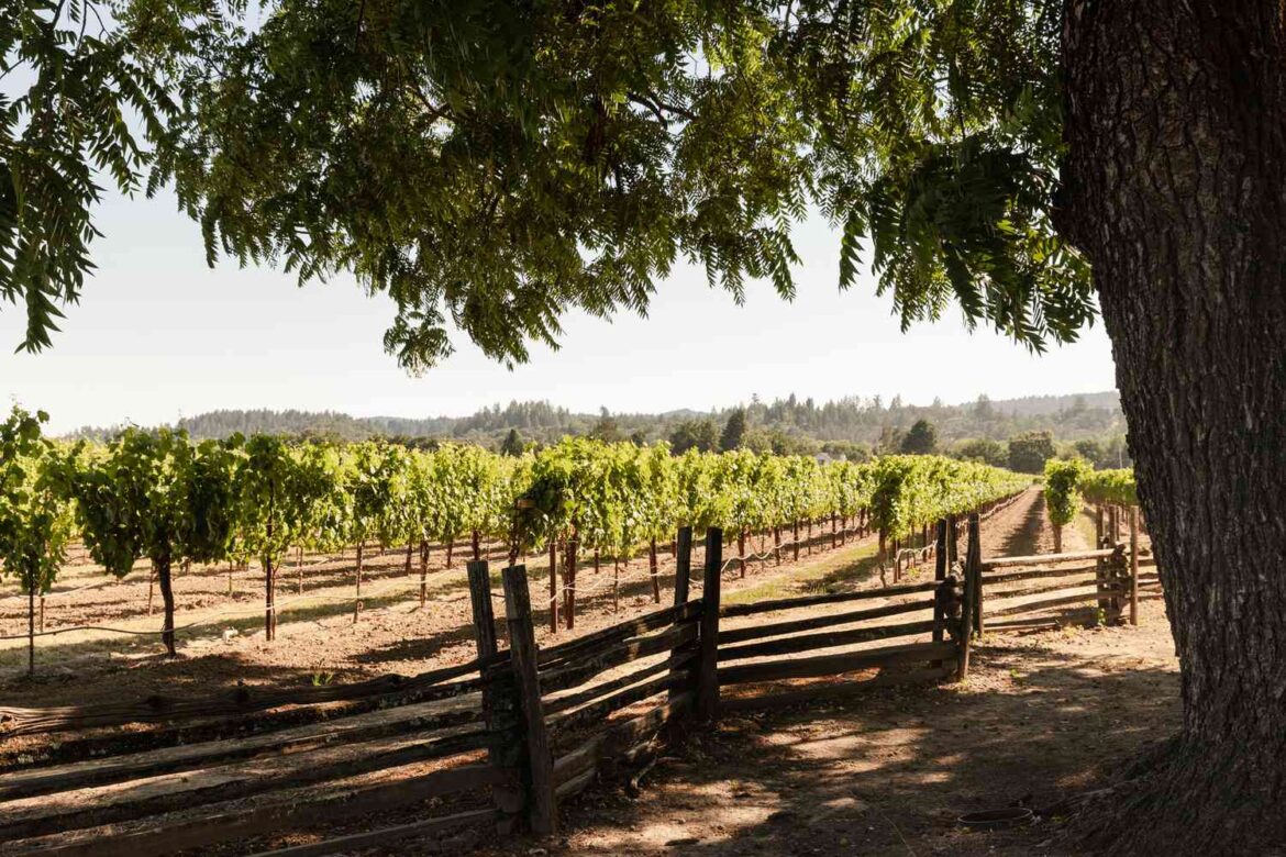 Your Guide to California Wine Country Your Guide to California Wine Country