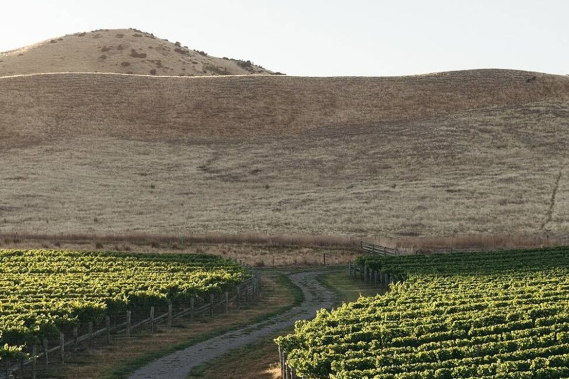 Is a Cloudy Bay Sauvignon Blanc from 2014 still drinkable?