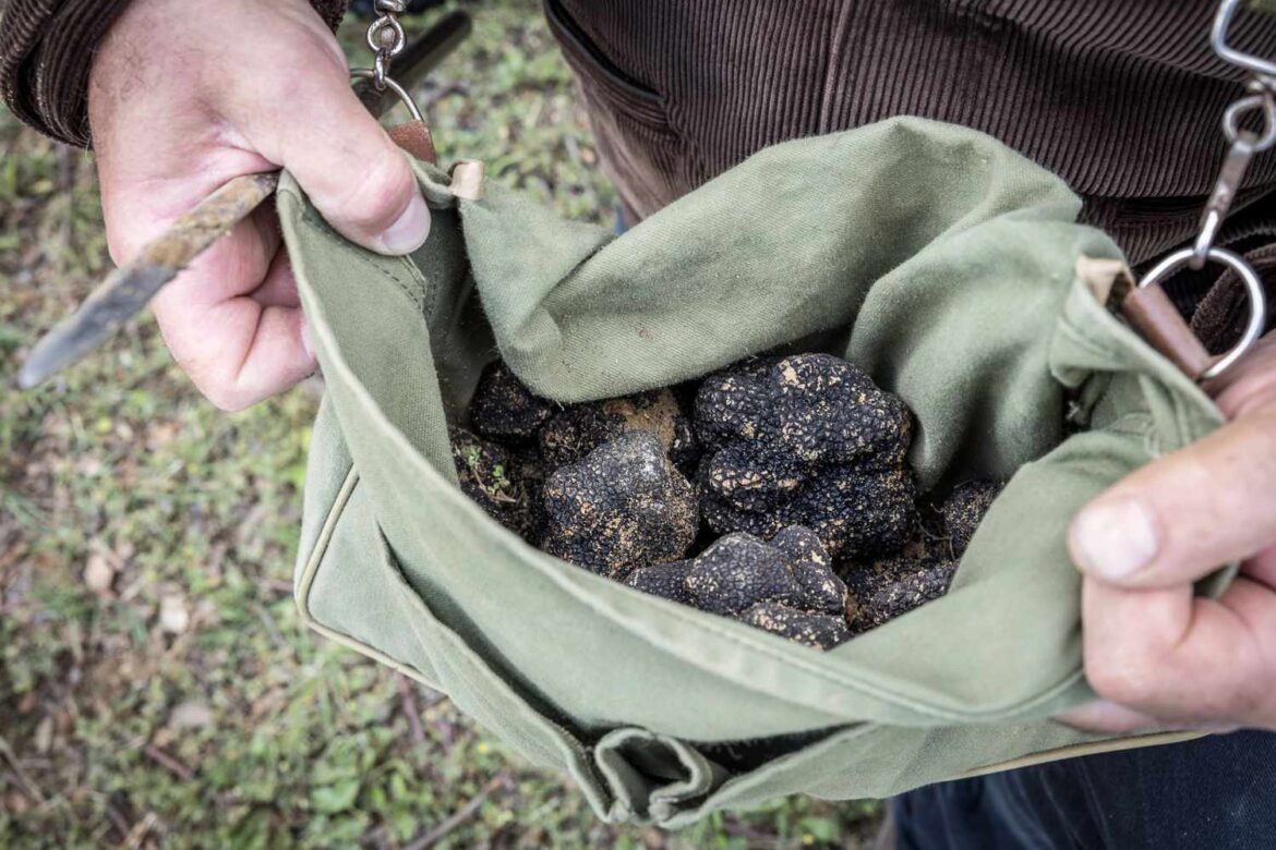Truffle Hunting in France Is Famous for Good Reason
