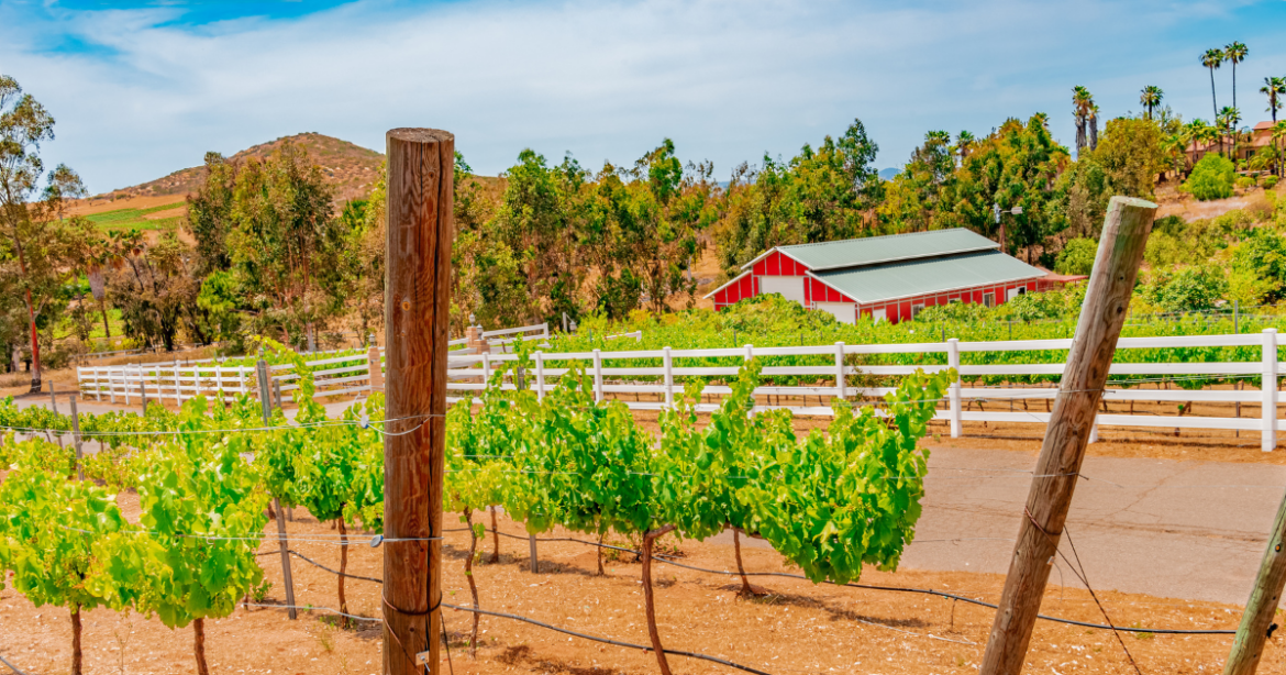 Explore America’s 11 Up-and-Coming Wine Destinations Beyond Napa Valley