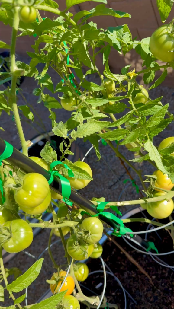 Happy Sunday! Early girl and Roma starting to ripen.