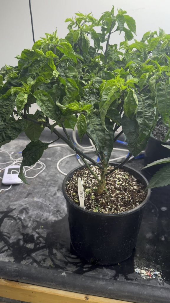 7-pot and scotch bonnet. Indoor hydroponic. 7-pot and scotch bonnet. Indoor hydroponic.