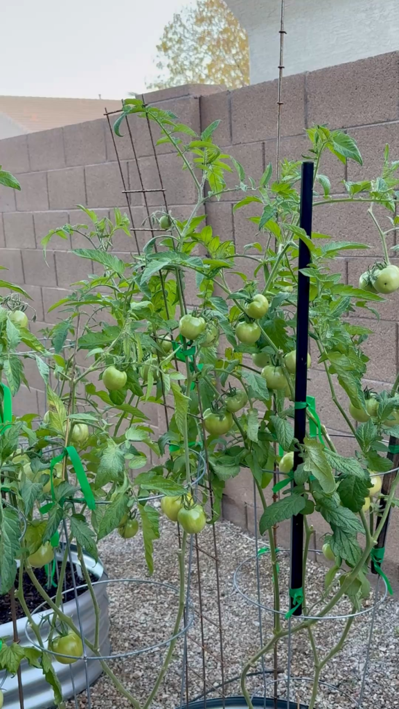 Current situation 🍅