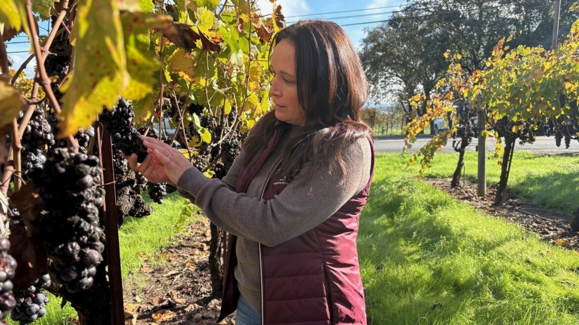 Katey Bacigalupi Row examines Zinfandel grapes left to rot on the vines in her family's vineyard.