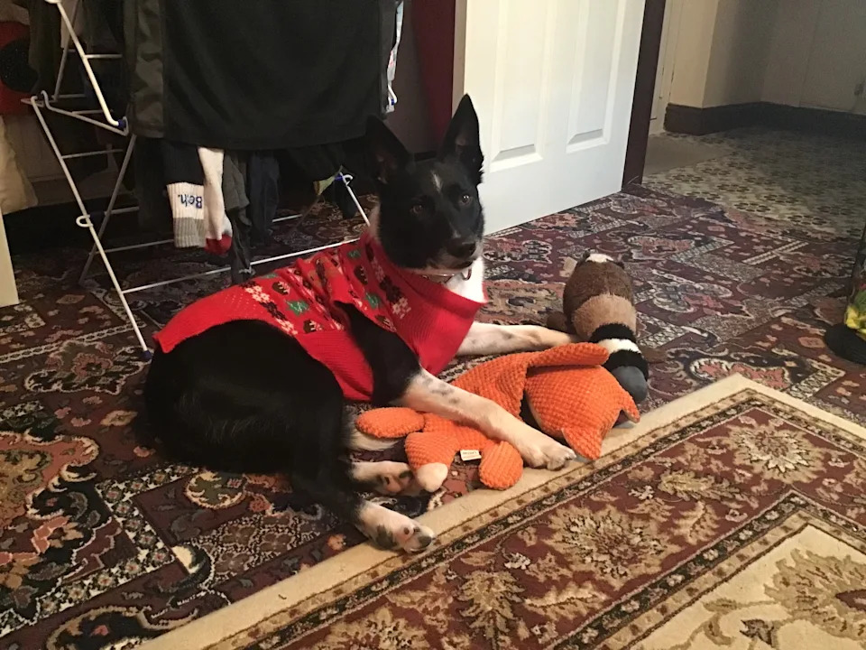 Patchie has his own Christmas jumper