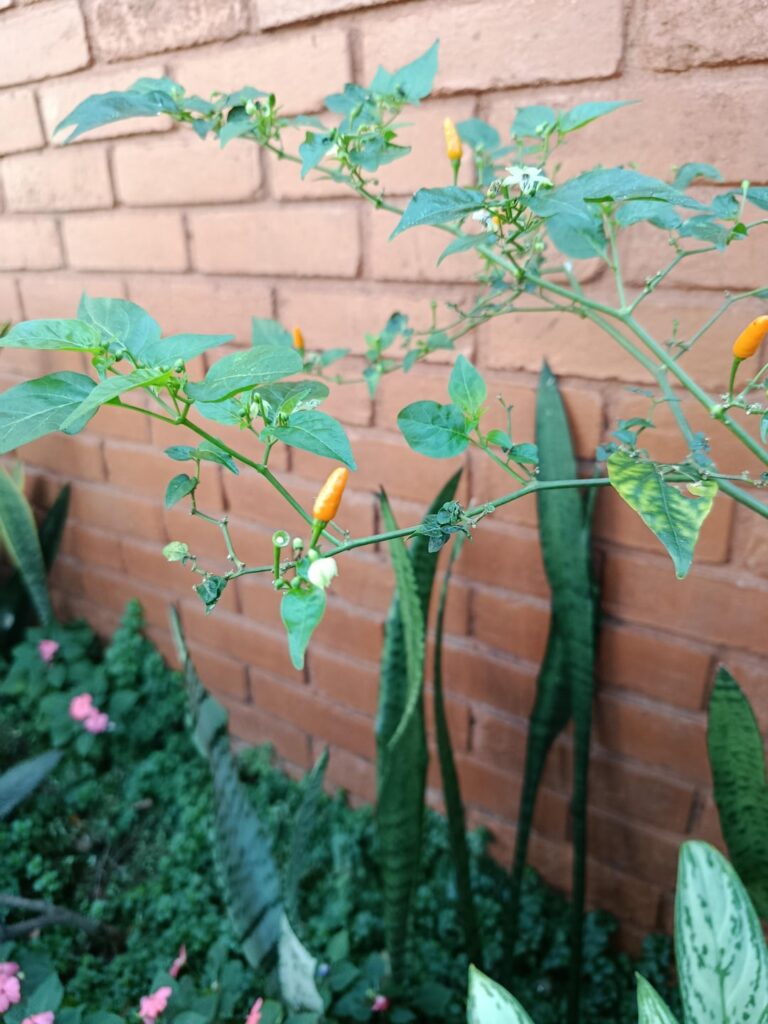Orange glabriusculum