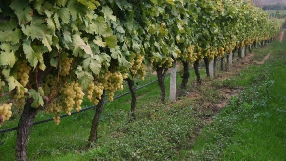 Growing Greek grapes in Australia Growing Greek grapes in Australia