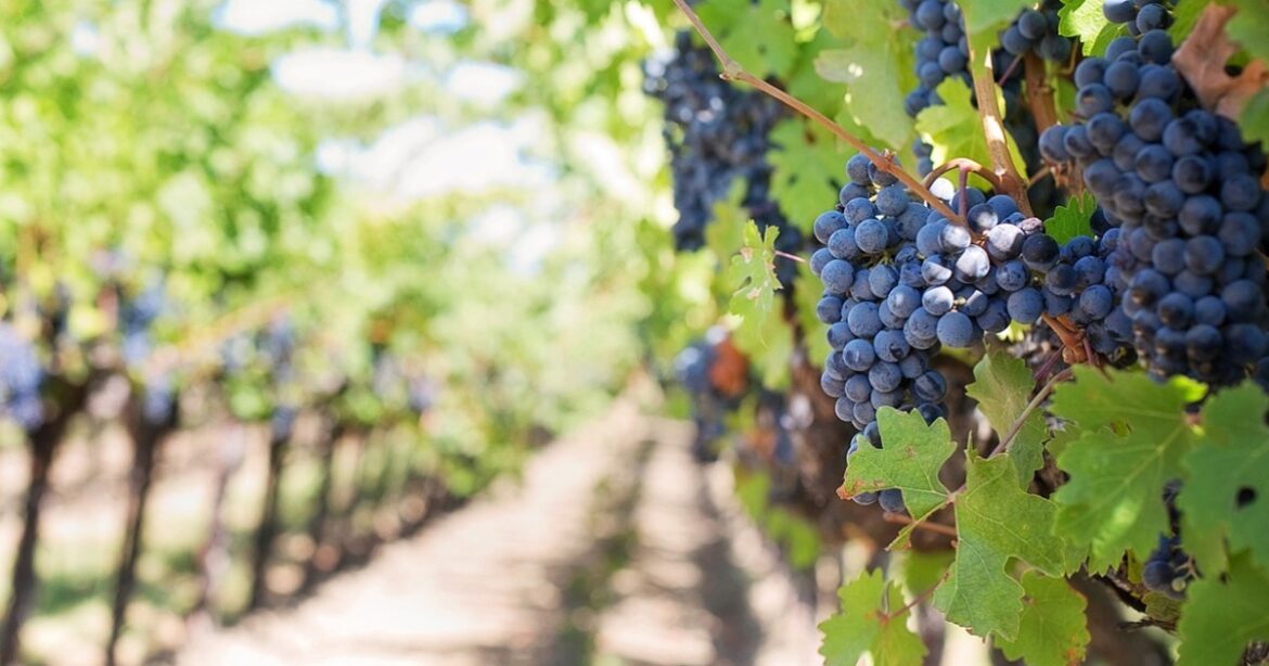 Best wine routes in Portugal — idealista/news