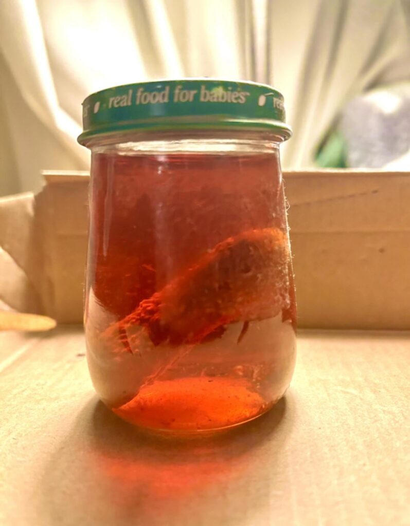 My “Christmas Pickle” turned red, any idea why?