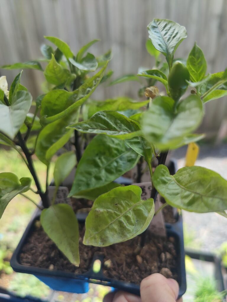 Will these be stunted when transplanted