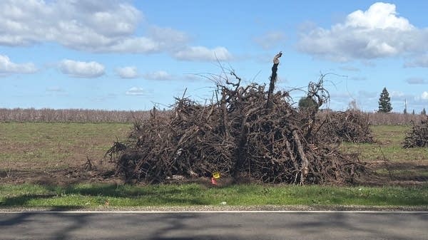 Ripped out vines in Lodi California.