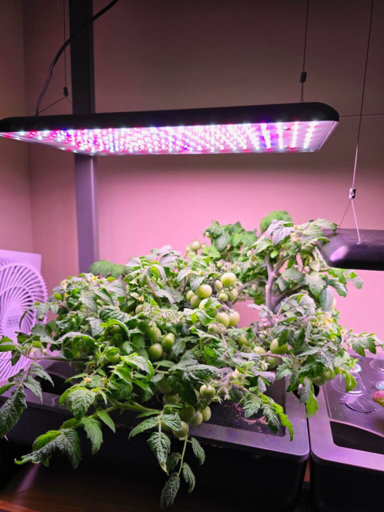 Orange Dream and Mega Cherry tomatoes